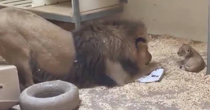 Dad Lion Crouches Down To Meet His Baby Cub For The First Time In This  Adorable Video | Bored Panda