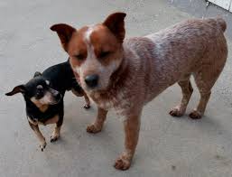 Mr Lego And Chaparro Red Heeler Dog Cute Dogs Cattle Dog