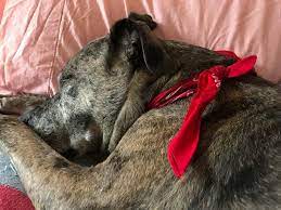 My Older Dog Sleeps A Lot Is He Ok