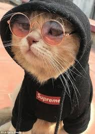 Bu Uzaklik Iyidir Bence Burdan Her Sey Iyi Gorunuyor Gatos Blog Komik Hayvan Fotograflari Kedi Esprileri Kedi