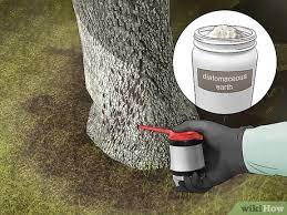 You will need a bucket full of hot water and 4to 5 tablespoons of insecticidal soap. How To Get Rid Of Boxelder Bugs Outside 9 Steps With Pictures