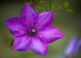 There are several beautiful climbers and wall shrubs that produce welcome flowers to brighten up it will flower best in sun but will grow in shade, so is a good choice for a dreary corner. Best Climbing Plants For Garden Arches Tony Ward Furniture