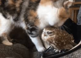 What snours is mine funnycat memes xyz and whats mine is mine. Gif You Re So Muddied I Ll Clean You Now Cute Animals Cute Kitten Gif Kitten Gif