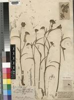 Image result for Commelina zambesica