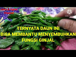 We did not find results for: Apa Kasiat Dari Jus Timun Seledri Lemon Apa Kasiat Dari Jus Timun Seledri Lemon 50 Jus Buah Dan Sayuran Untuk Turunkan Berat Badan My Dark Side Jared Leto