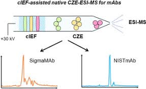 Explore all dewasa novels in webnovel: Investigating Native Capillary Zone Electrophoresis Mass Spectrometry On A High End Quadrupole Time Of Flight Mass Spectrometer For The Characterization Of Monoclonal Antibodies Sciencedirect