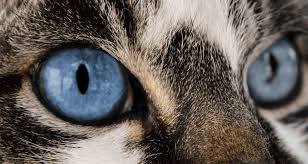 One of my cats has a brown spot on her iris. A List Of Common Eye Conditions In Felines Petlifesa