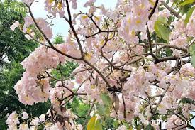 We did not find results for: Cara Merawat Pohon Sakura Di Lingkungan Tropis Ciriciripohon Com