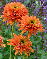 Maybe you would like to learn more about one of these? 58 Low Maintenance Shade Plants For North Texas Ideas Shade Plants Plants Shade Garden