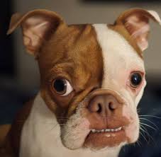 Introduction of boston terrier named Beans