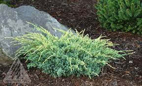 Juniperus Squamata Holger Dwarf Flaky Bark Juniper Juniperus Squamata Fairy Garden Plants Plants