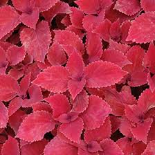 Image result for Coleus rhodesianum