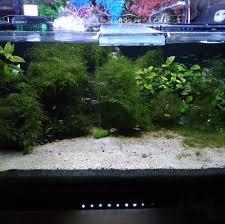 Temukan berbagai macam gambar ikan hias yang bisa anda jadikan koleksi untuk memenuhi aquarium. Azzam Aquarium Home Facebook