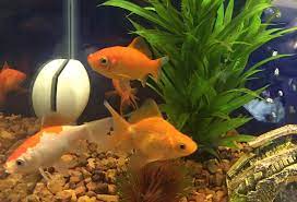 Low Maintenance Freshwater Fish For Beginners