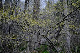 Image result for Buchnera libenii