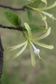 Image result for Turraea nilotica