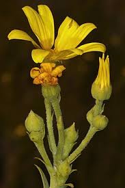 Image result for Osteospermum monocephalum