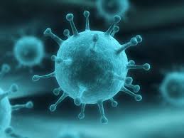 Symptoms may include yellow skin, nausea, diarrhea, and vomiting. Wat Is Het Verschil Tussen Een Virus En Een Bacterie Ehbo Koffer Nl