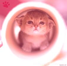 Evcil Hayvan Bakimi Tatli Kedi Kedi Tatli Kedi Tuysuz Kedi En Tatli Yavru Kediler 2020 Kedi Evcil Hayvan Bakimi Hayvan