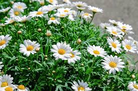 Anche le margherite fanno finalmente capolino in queste calde giornate di maggio. Coltivare Margherite Guida Per Principianti