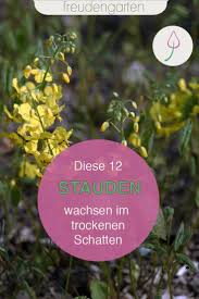 Schöne pflanzen gedeihen nur an sonnigen standorten, während im schatten und an trockenen plätzen unter bäumen nur farn und funkie wachsen? 12 Stauden Fur Trockene Platze Im Schatten Stauden Garten Pflanzen