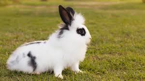 Maybe you would like to learn more about one of these? Black And White Rabbit Breeds Make The Best Pet Bunnies