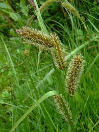 Image result for Carex echinochloe