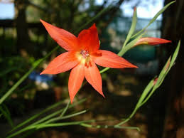 Image result for Gladiolus pretoriensis