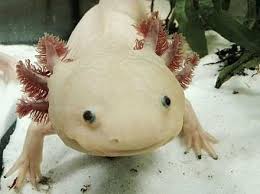Minecraft axolotl aquarium 1.17 build tutorial! Axolotl Wikiwand