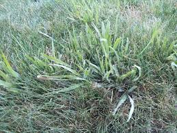 Image result for Paspalum