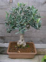 Ein olivenbaum ist eigentlich sehr pflegeleicht. So Kommen Olivenbaume Gut Durch Den Winter Mein Schoner Garten