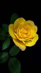 Sign In Yellow Roses Red Roses Wallpaper Flower Wallpaper