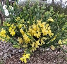 Image result for Acacia lasiopetala