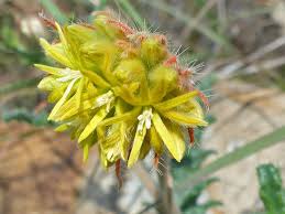 Image result for Blotiella sinuata