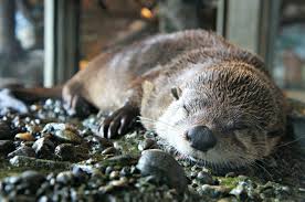 River otters need to groom their fur frequently to maintain its water resistance and insulating properties. Celebrate World Otter Day With Us Seattle Aquarium
