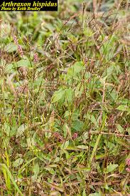 Image result for Arthraxon