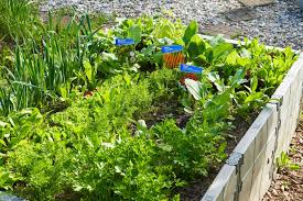 The most convenient and tasty lunch spot for every office should be in the garten market. Ich Bin Gern Im Garten Der Gartenblog Zum Aufbluhen
