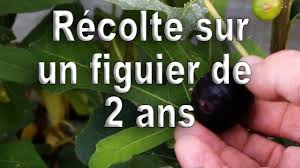 Recolte Sur Un Figuier De 2 Ans Youtube