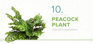 They'll easily add the touch of green you're after, without taking up any of your precious floor space. 18 Plants That Don T Need Sun Proflowers