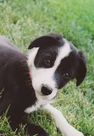 Chocolate boy (green) $3000 available. Short Haired Border Collie Puppies Cheap Buy Online