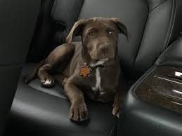 Get the best deals on dog car seat covers. Auto Seat Covers For Pets Teamtalk