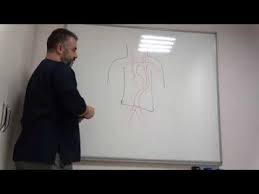 Koldan Yapilan Koroner Anjio Nasil Yapilir Prof Dr Ahmet Akgul Youtube