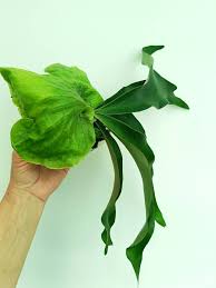 Image result for Platycerium stemaria