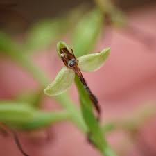 Image result for Habenaria microsaccus