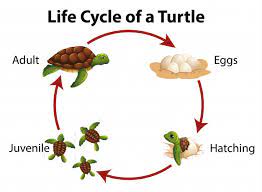 Free Vector Diagram Showing Life Cycle Of Sea Turtle