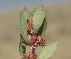 Image result for Bergia