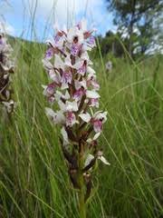 Image result for Chamaeclitandra henriquesiana