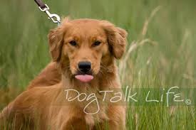 45-Topbrass-Daring-Amelia-IMG_3230