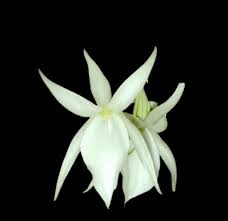 Image result for Angraecum conchiferum