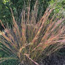 Image result for Schizachyrium jeffreysii